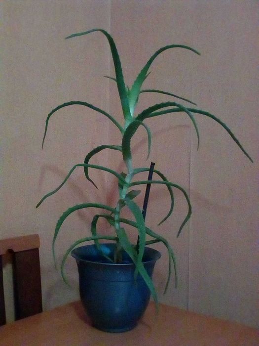 Каланхое рослина Квашена Капуста