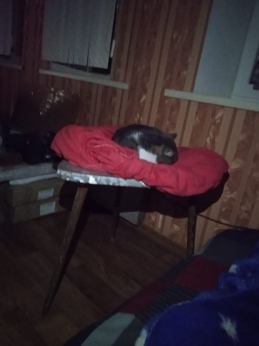 Допоможіть знайти кота