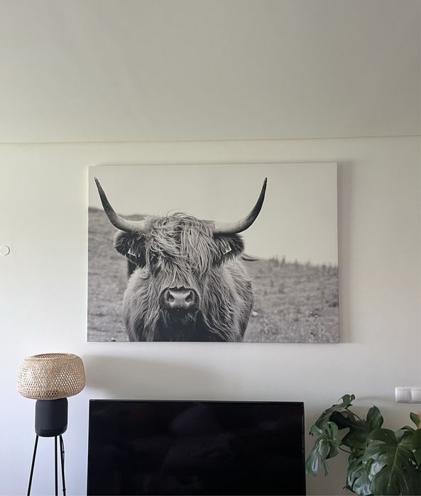 Quadro / tela bovino da Escócia  100x140 cm NOVO!