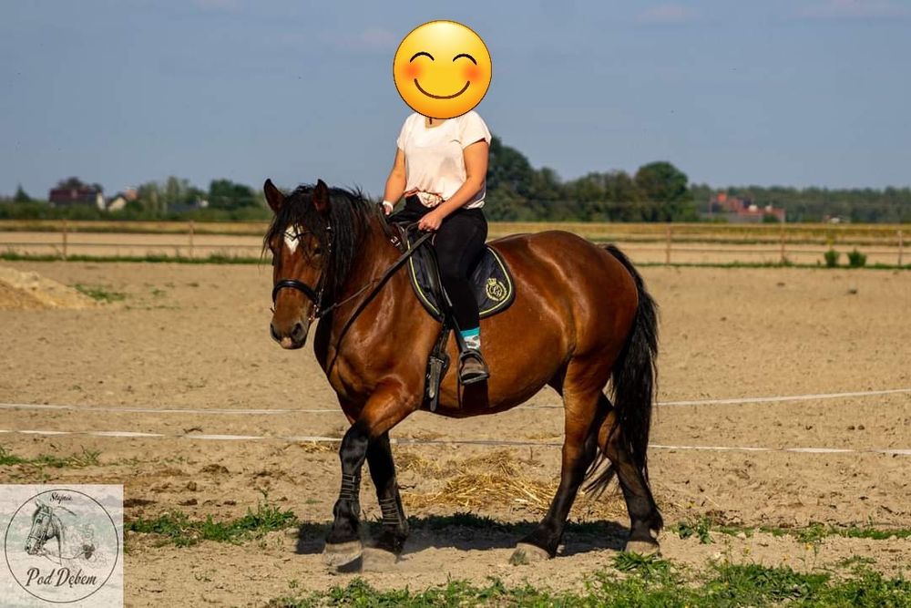 Piekna Klacz PKZ 5 lat. Wstępnie zajeżdżona