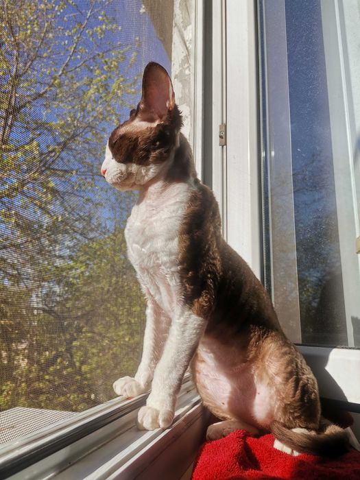 Вязка кота Девон-рекс