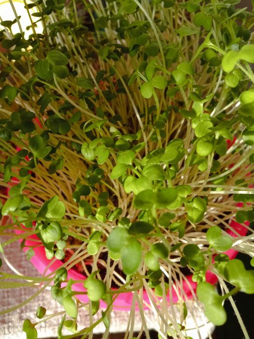 Зелень гірчиці свіжа