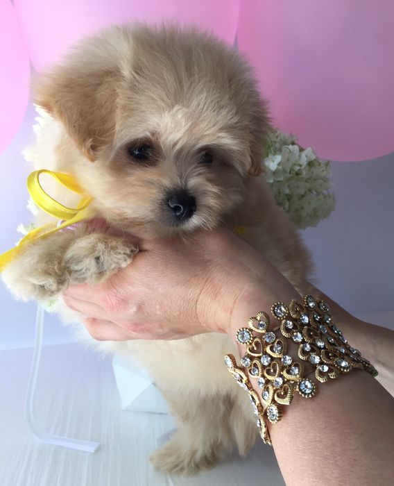 Помапу — Маленькі моделі для обіймів