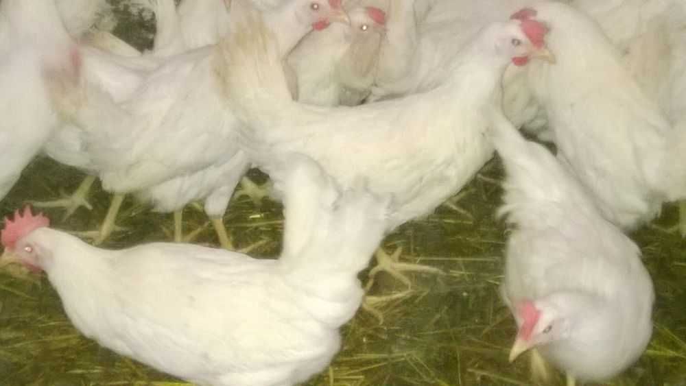 Ferma sprzeda kuru nioski Sandy m34