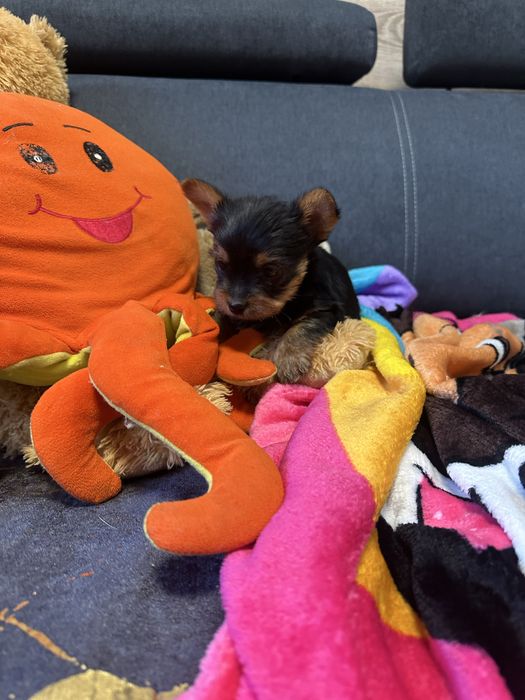 York shireterrier piesek