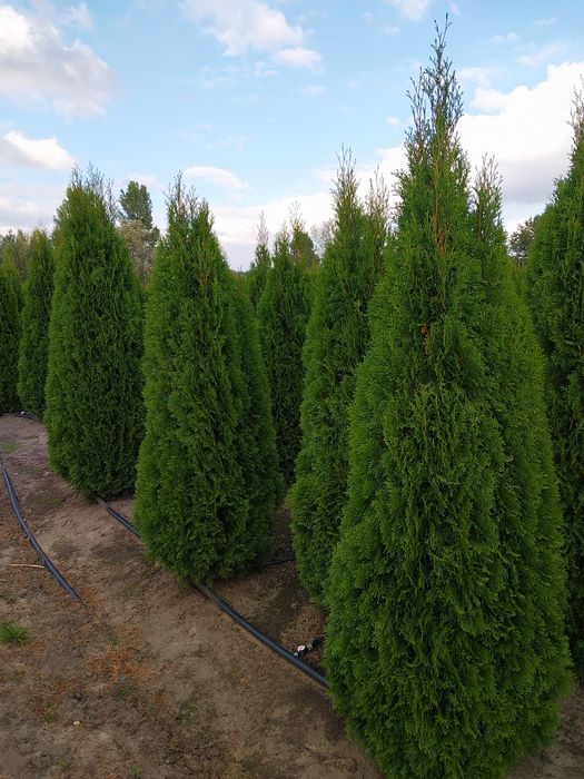 Туя Смарагд, Брабант, Колумна,Даніка