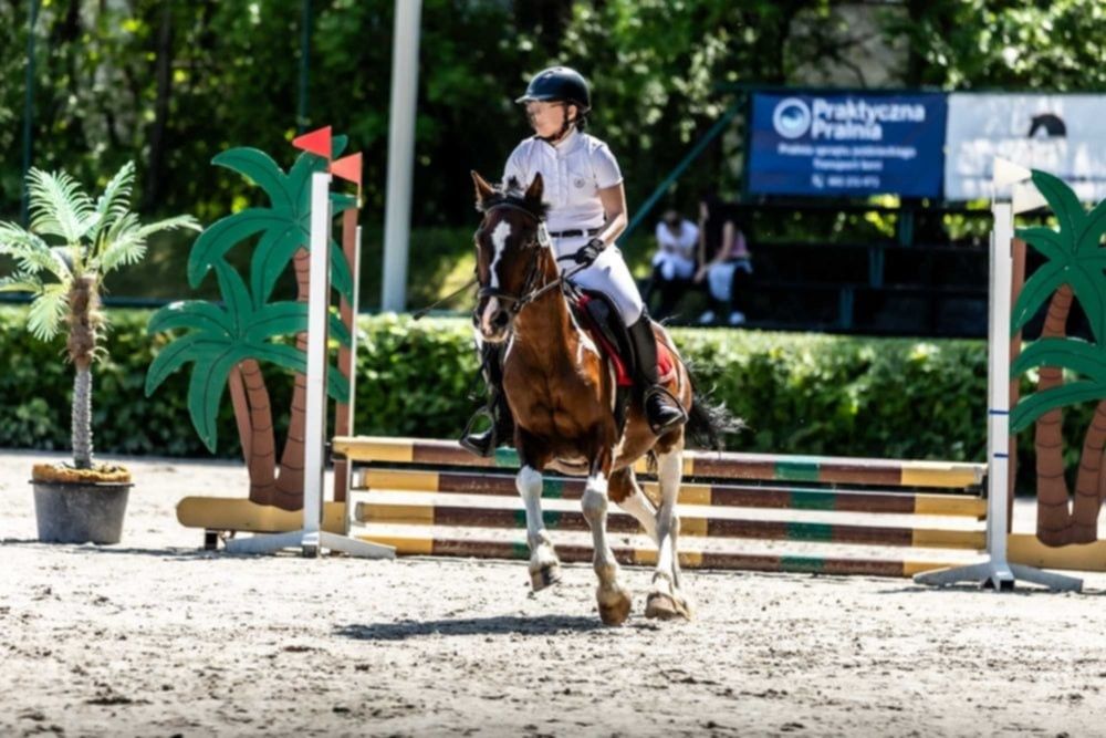 Sportowy kuc do skoków