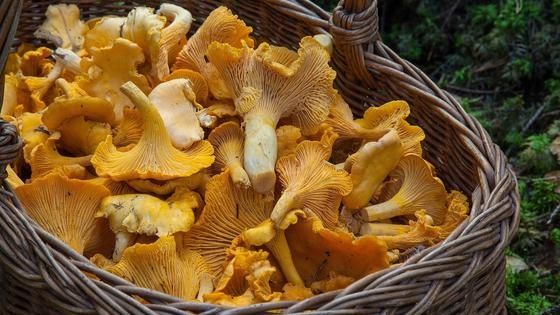 Продам свіжі а також сушені гриби лисички