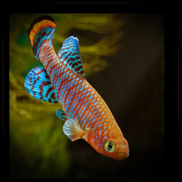 Nothobranchius rachovii Zagrzebka Rachowa