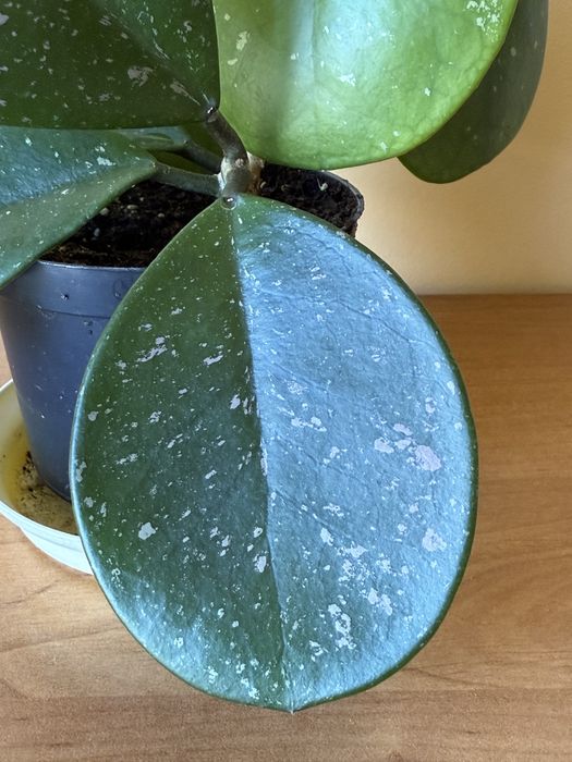 Hoya hoja obovata