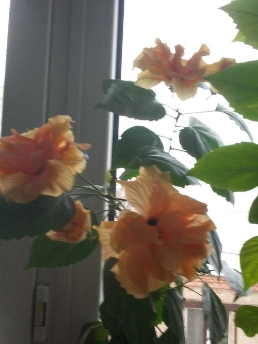 Гибискусы 7 сортов,  молочай беложилковый, алоэ