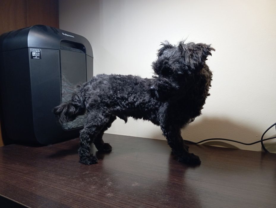 Ice Man piesek rasy Rosyjska Bolonka Kolorowa