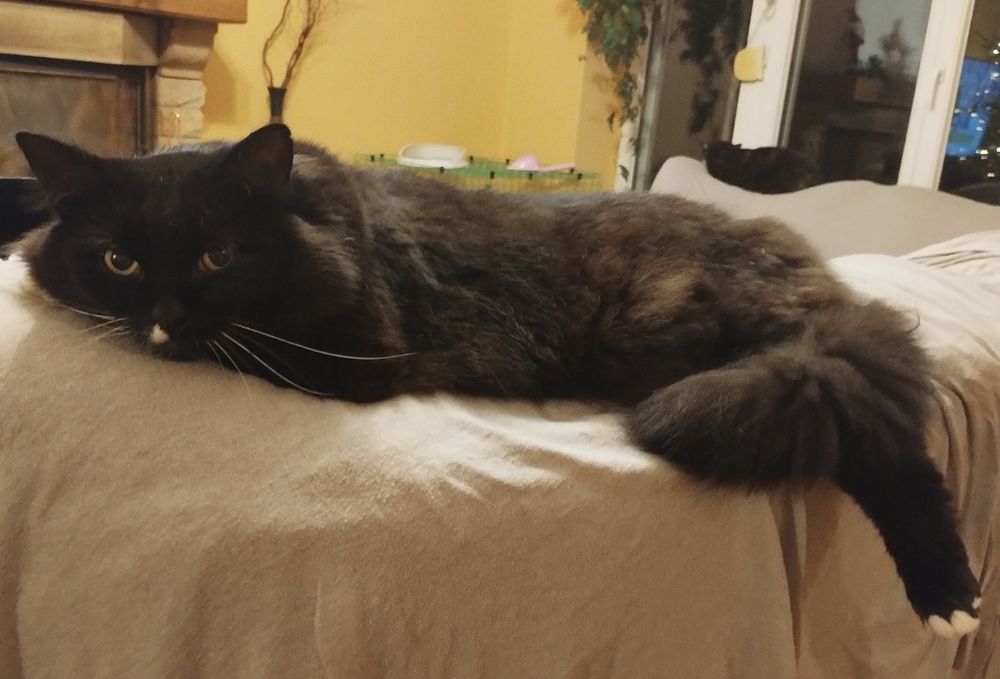 Kotki do adopcji, wykastrowane i odrobaczone
