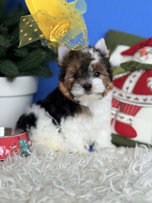 Бівер терʼєр хлопчик КСУ