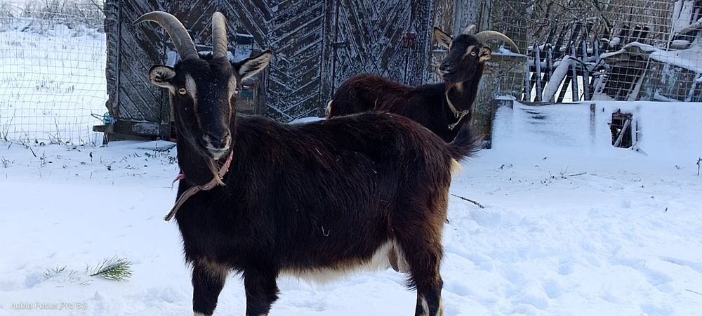 Кози американские альпийки