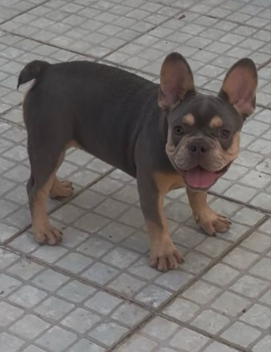 Bulldog frances macho