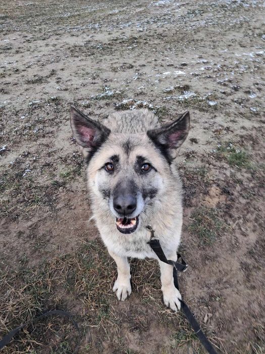 Do pilnej adopcji!