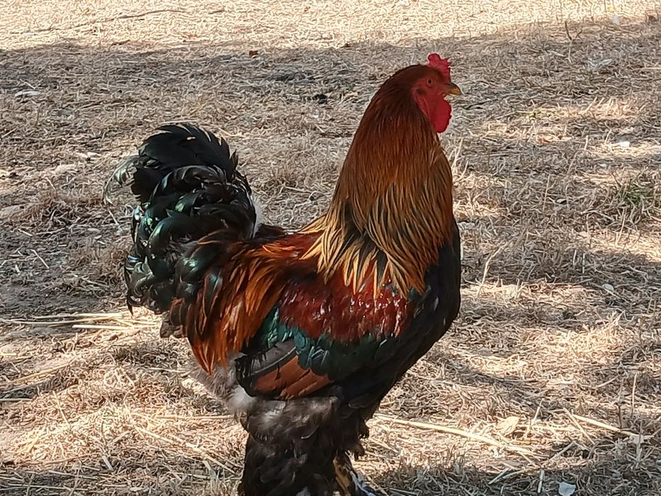 Brahmas Perdiz Dourado  e  Brahma Pedrês Barrado Grande Porte