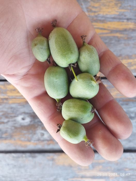 Актинідія, інжир, гранат