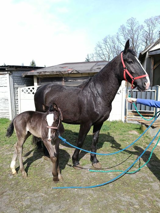 Klacz śląska LEDA ze źrebakiem