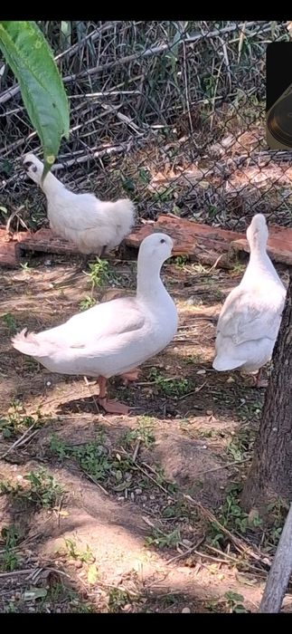 Vendo ou troco patos