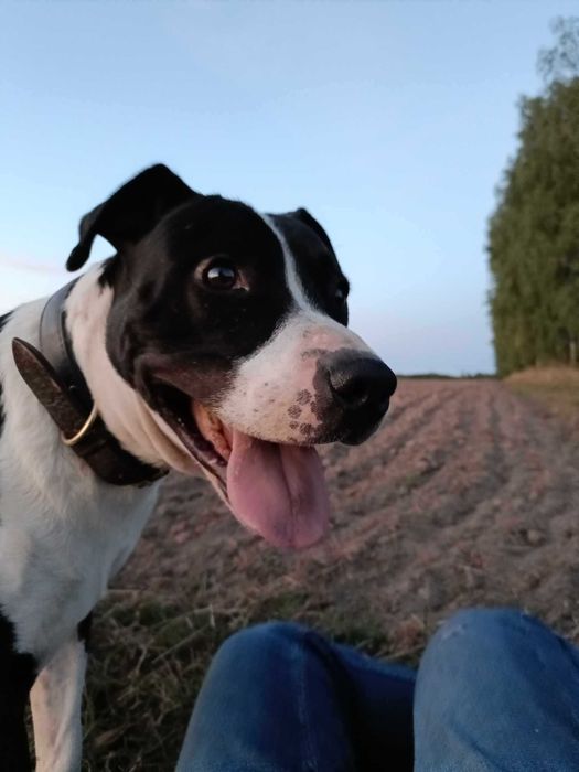 Amstaff do adopcji. Staffordshire terrier szuka domu
