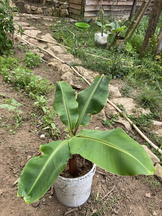 Bananeira enraizada
