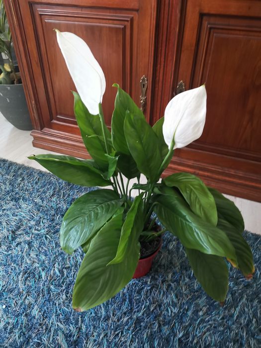Planta lírio da Paz viçosa