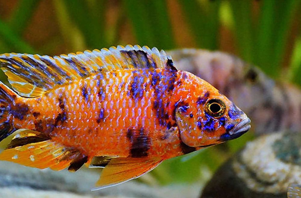 Aulonocara calico RED - OB - Pyszczak - Pyszczaki - dowóz, wysyłka