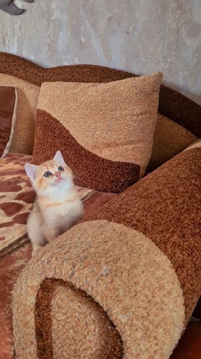 Шотландская ДЕВОЧКА золотая шиншилла