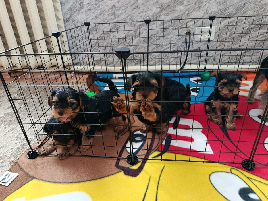 Йоркширський терьер Стандарт