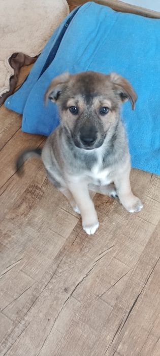 Figiel 2,5 miesięczny szczeniak szuka domu.