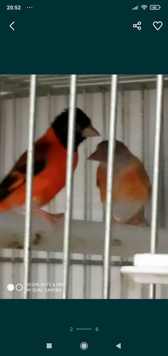 Cardinalitos ancestrais diluídos brunos  e isabeis