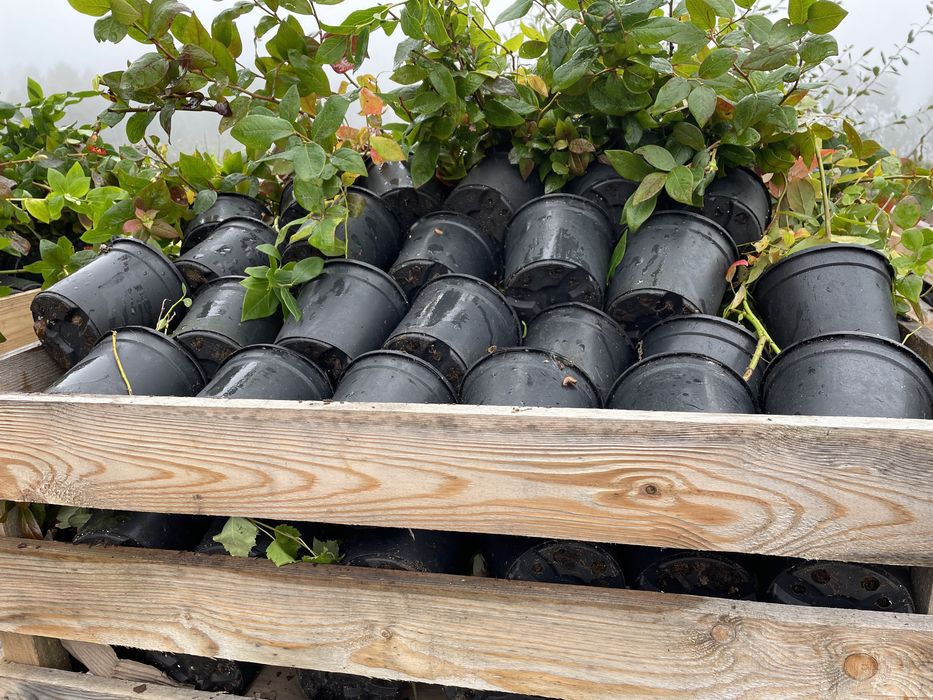 Plantas mirtilo Inverno 2026