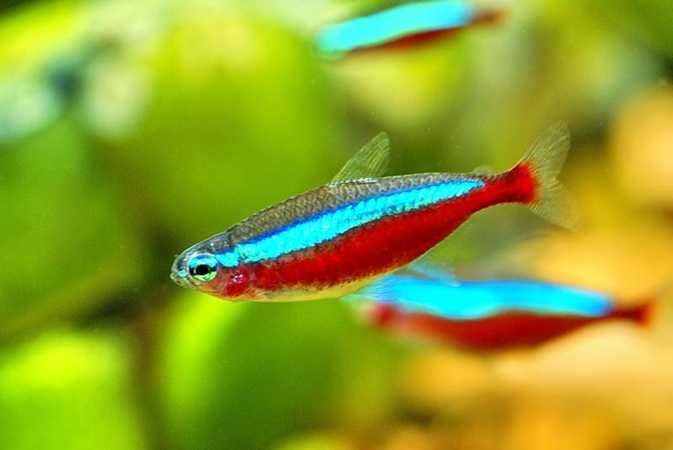 MISIEKZOO Kąsaczowate - Neon czerwony już od 2,80 zł