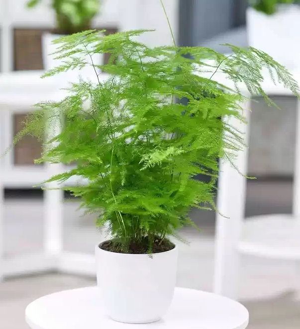 Продам ,,Аспарагус,,