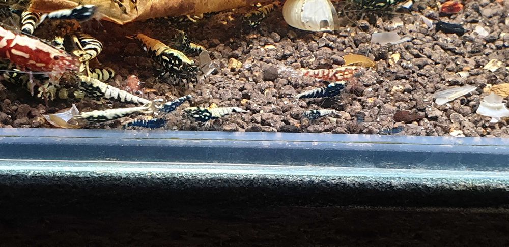 Krewetki galaxy okazja