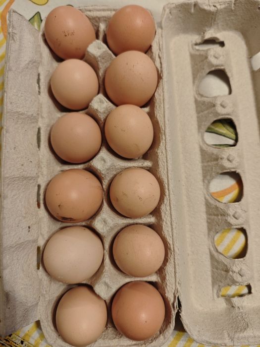 Ovos caseiros brancos ou azuis