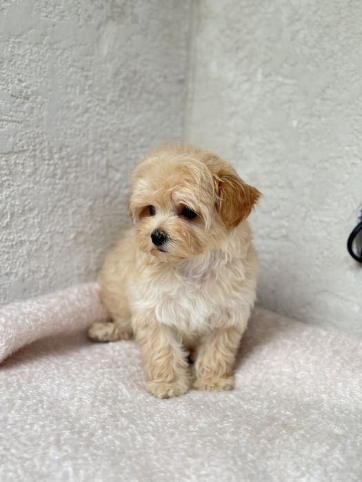 Міні мікро дівчинка мальтіпу до 2 кг