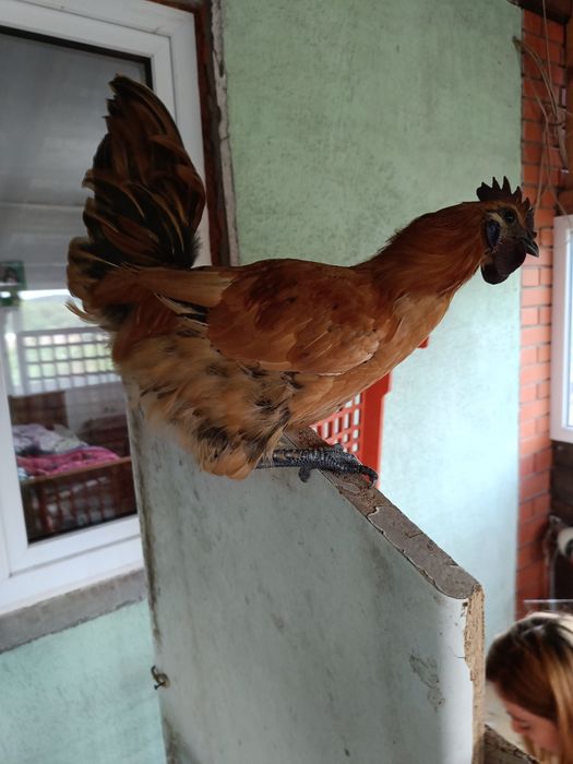 Продається півень.