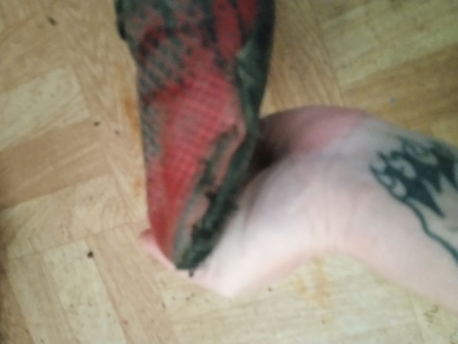 Сороконіжки предатор