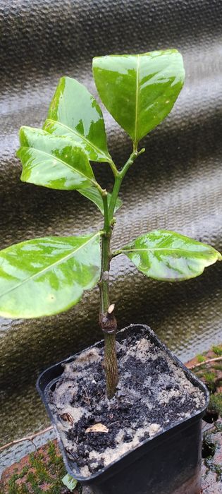 Продам власновкорінені живці плодоносного лимонного дерева