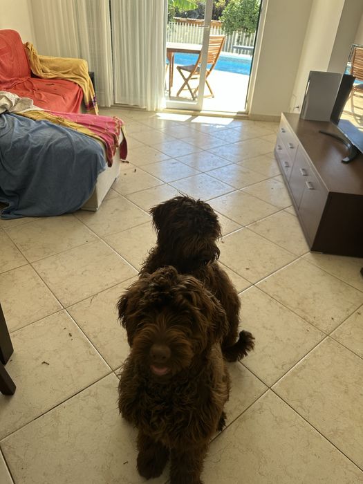 Cao de água portugues castanho- ultimo