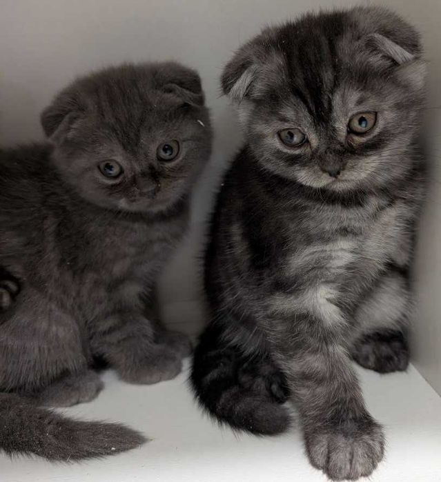 Мазунчики, муркотунчики!!!