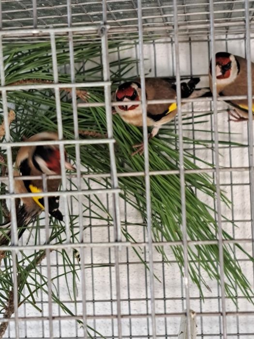 Aves diversas disponíveis