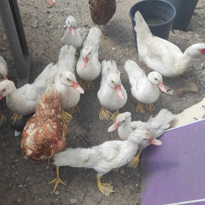Vendo Patos para desocupar