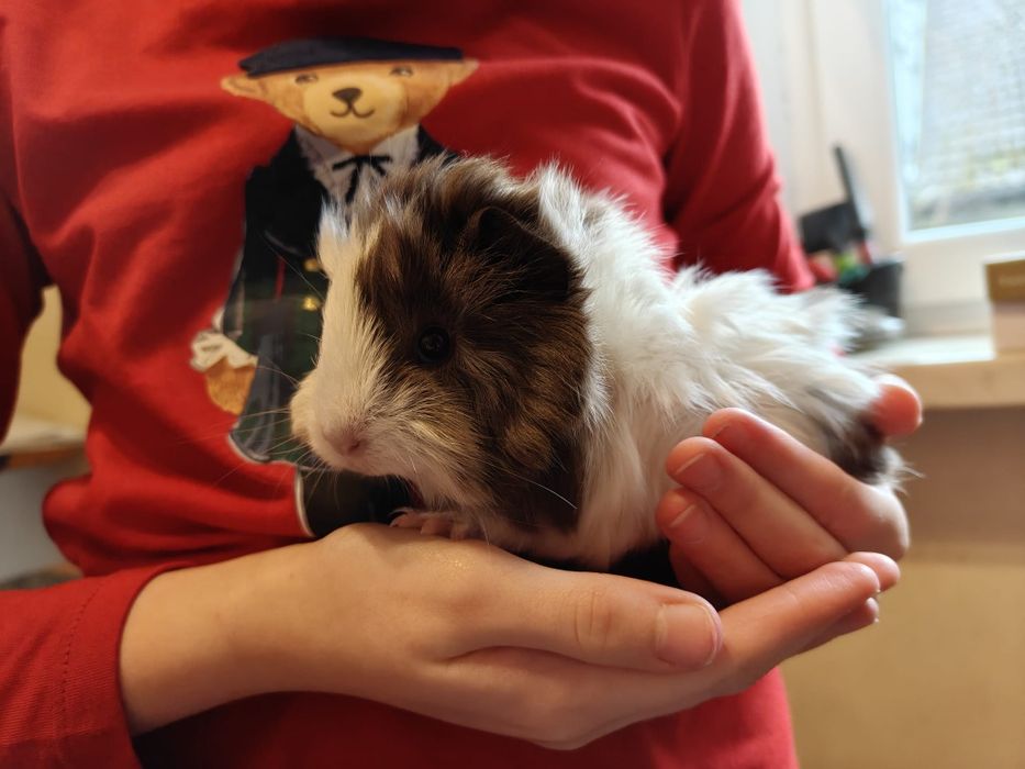 Świnka morska, rozetka, samczyki, odbiór ŚWIĘTA