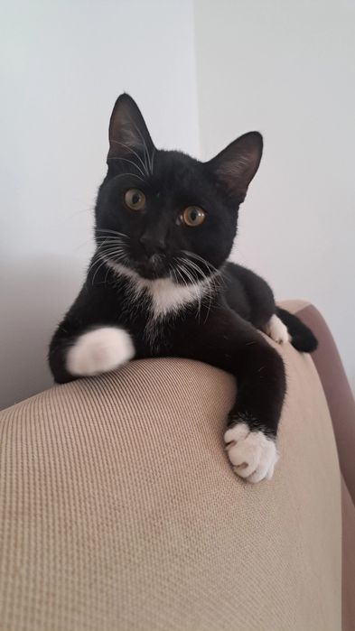 Zaginął  Kocurek Szogun