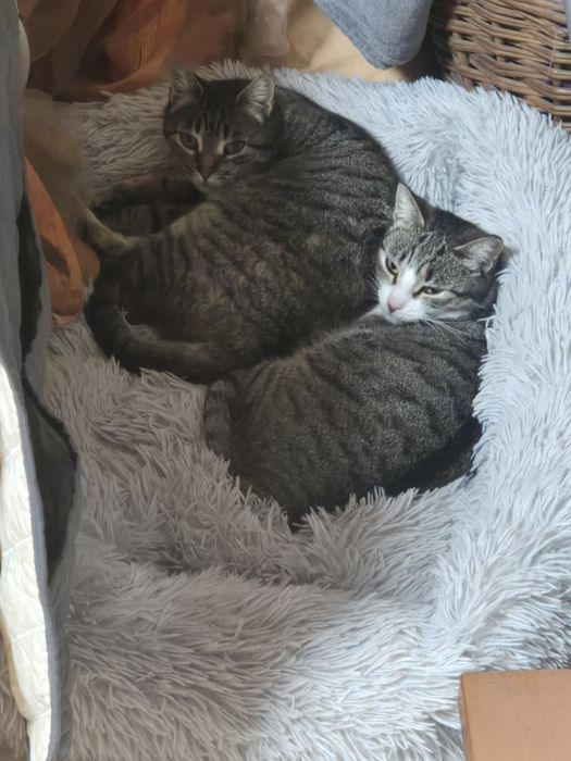 Adoção  com responsabilidade