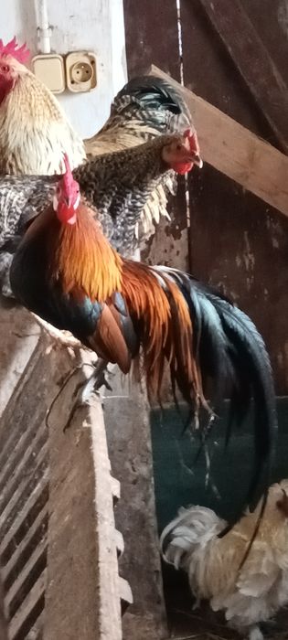 Koguty ozdobne.  Brązowy Silka i kolorowt Feniks